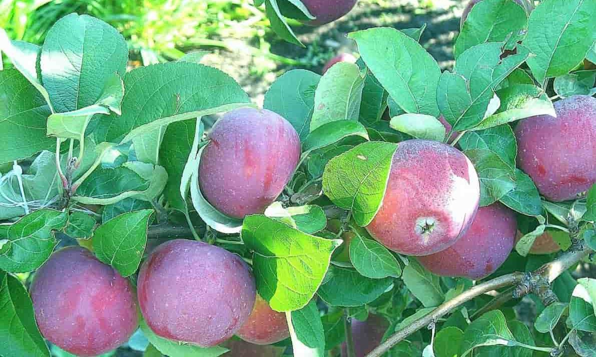 Price of Ein Shemer Apple Tree