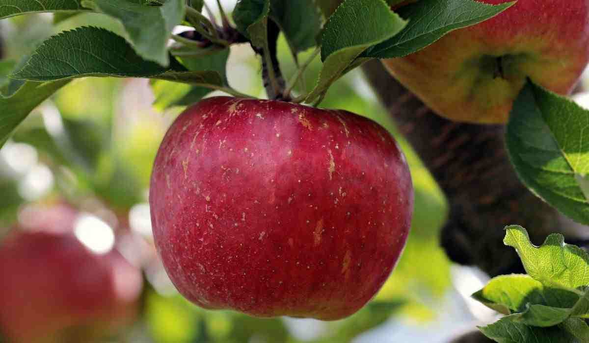 Cortland apple harvest