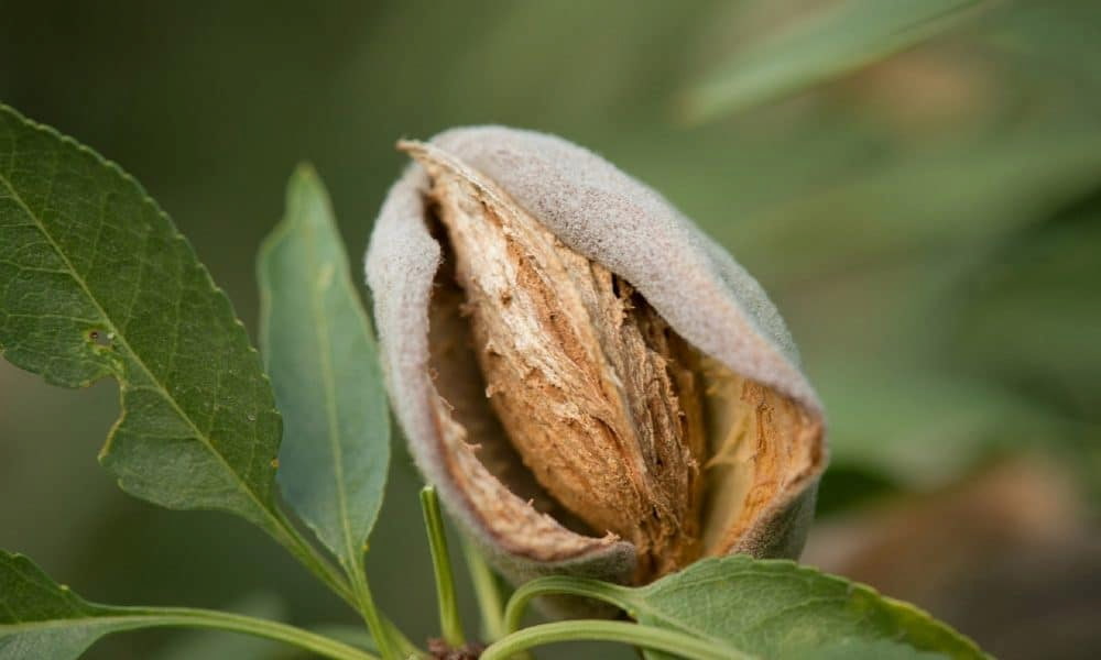 Almond in shell import