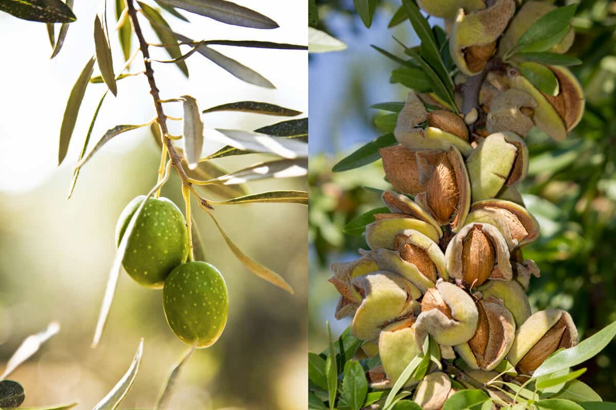 California almond in india price