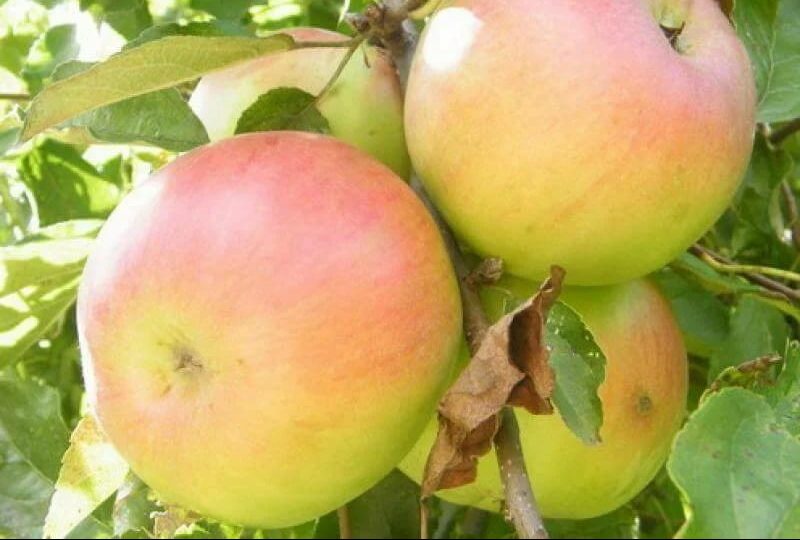 Tompkins King apple fruit in Canada
