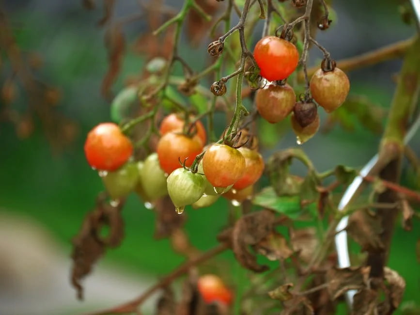 Bush cherry tomatoes