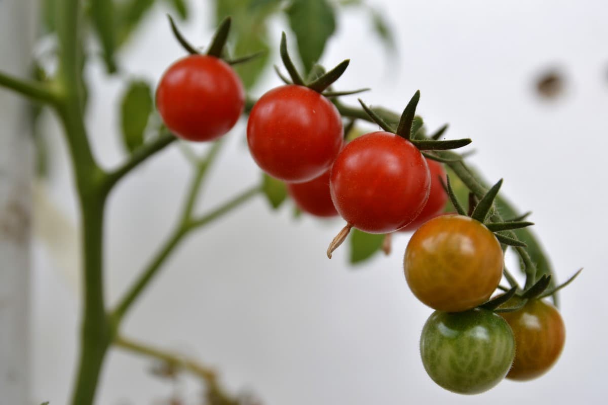 Grape tomatoes tesco