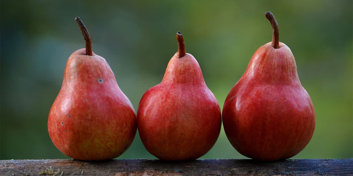 what climate do pears grow in