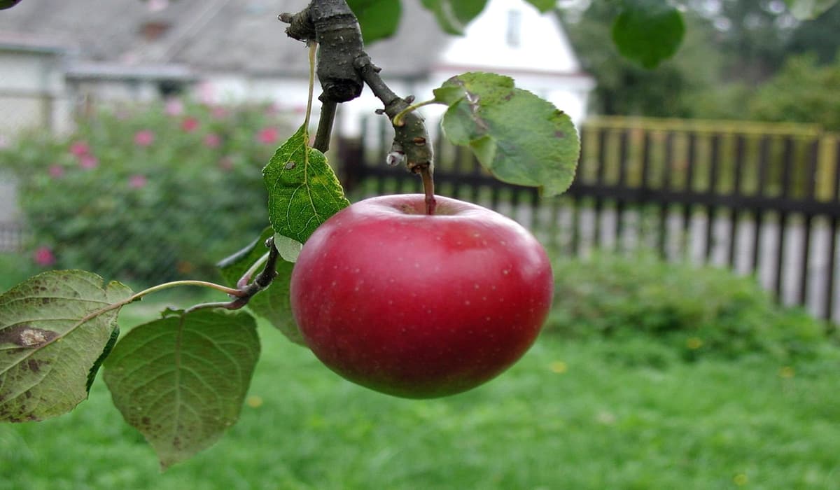 Dwarf Haralson apple tree