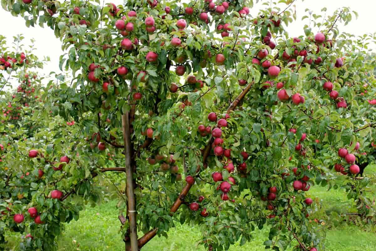 Dwarf Freedom Apple Tree