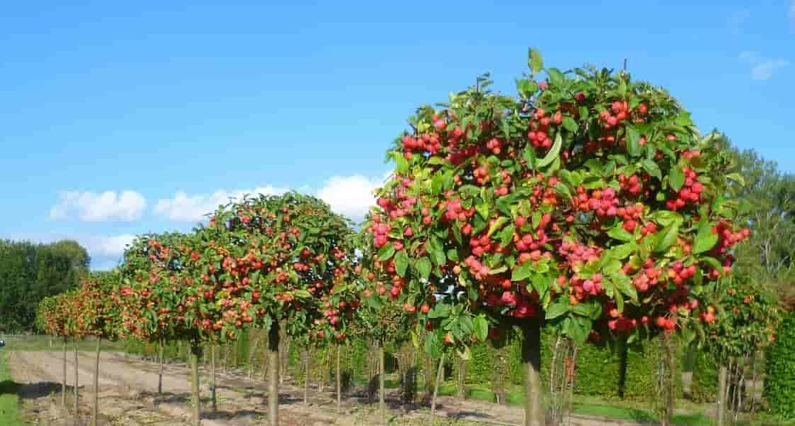 Spartan apple trees for sale uk