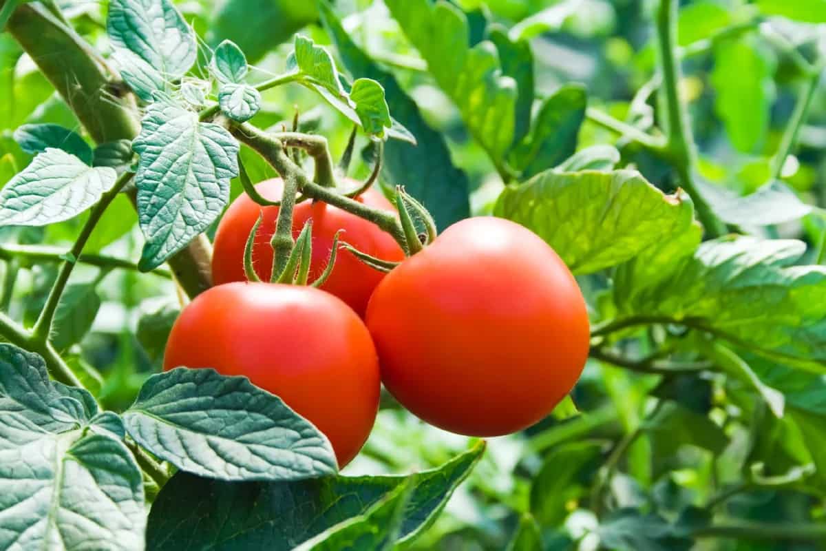 Growing Roma tomatoes uk