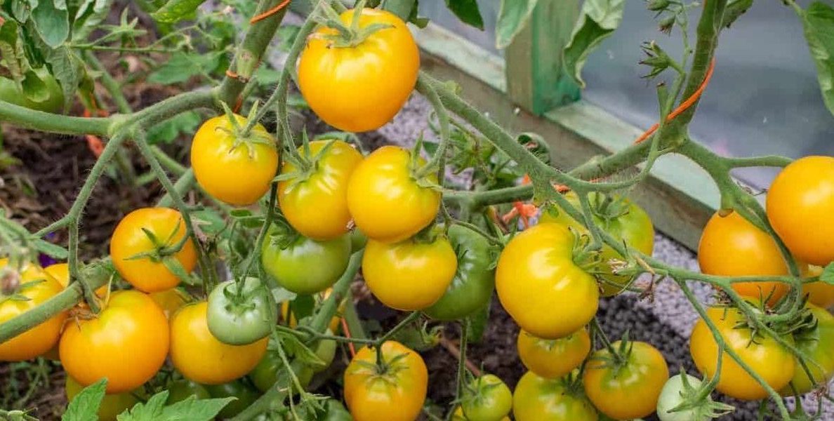 Tomato growers
