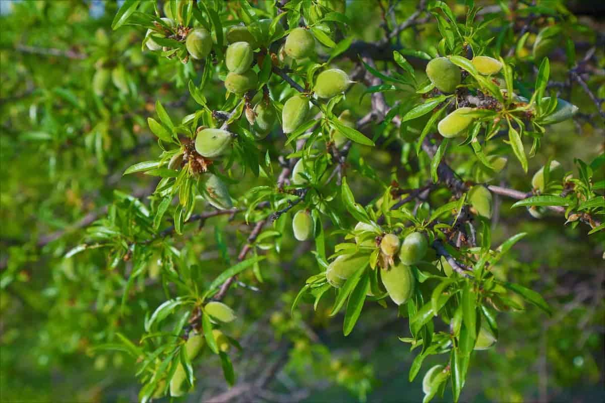 California almond tree