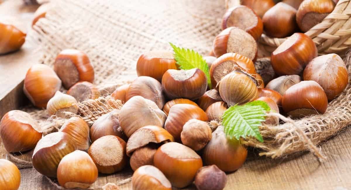 Hazelnuts in shells for squirrels uk