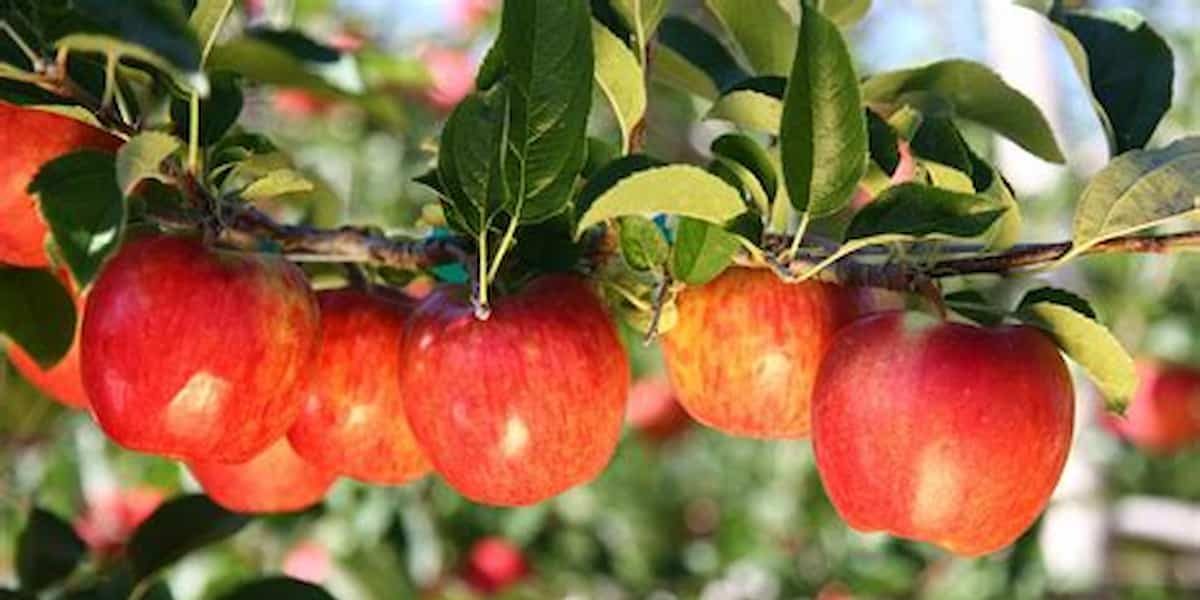 Autumn glory apple nutrition
