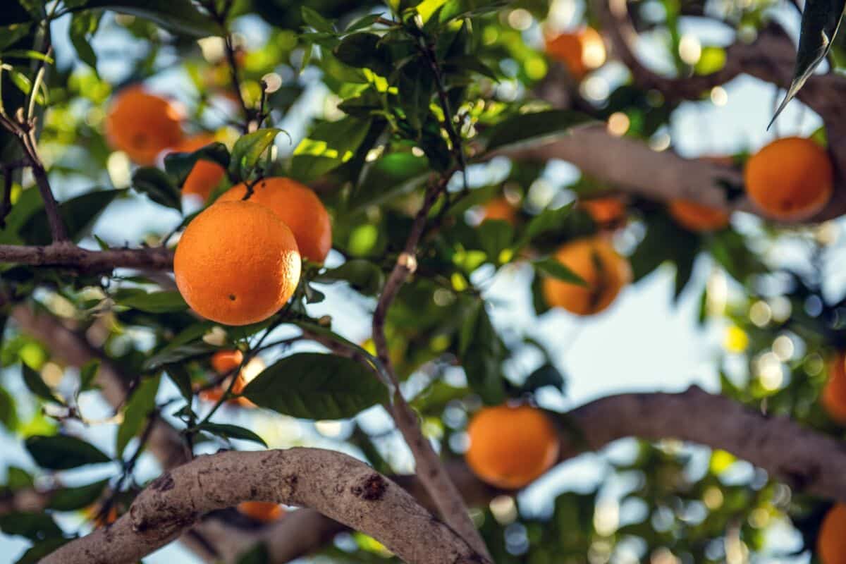 orange farming business plan