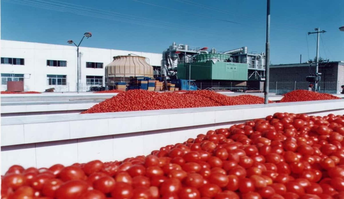 tomato paste production