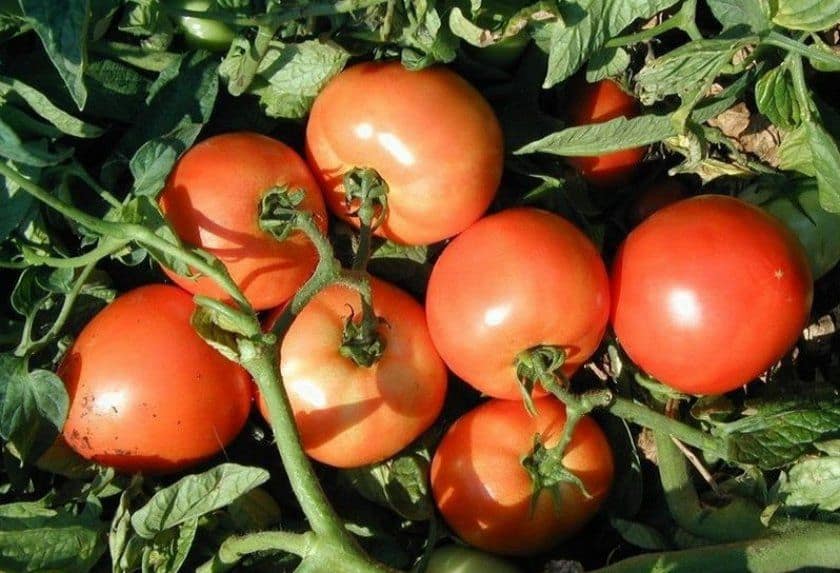 Tomato project proposal