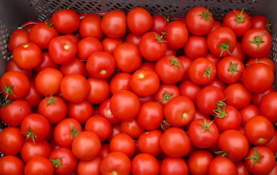 Tomato wholesale price uk