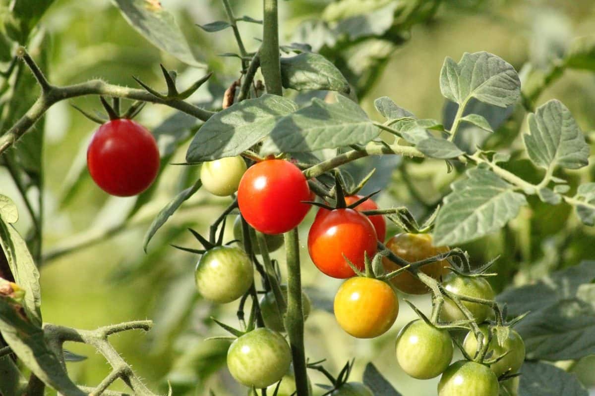 Roma tomato plant