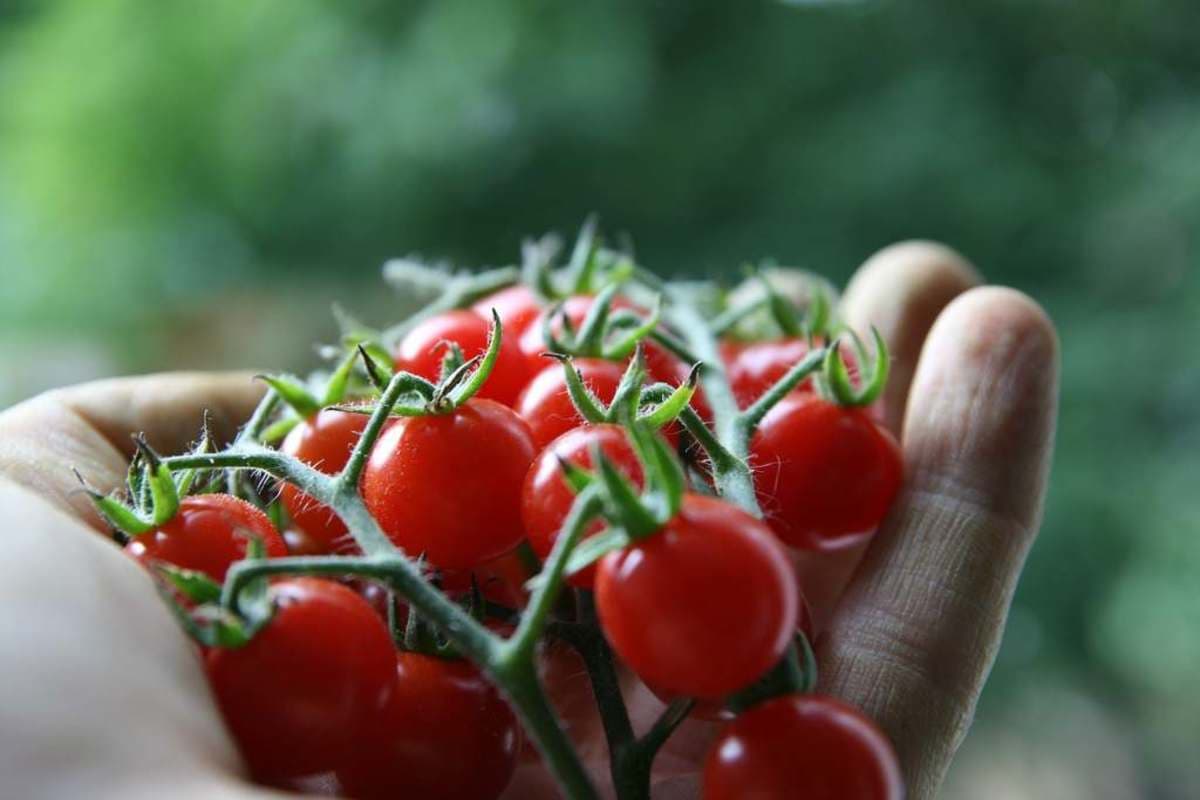 Grape or cherry tomatoes for pasta