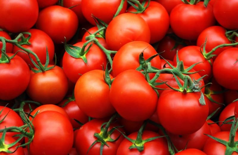 4799 tomato