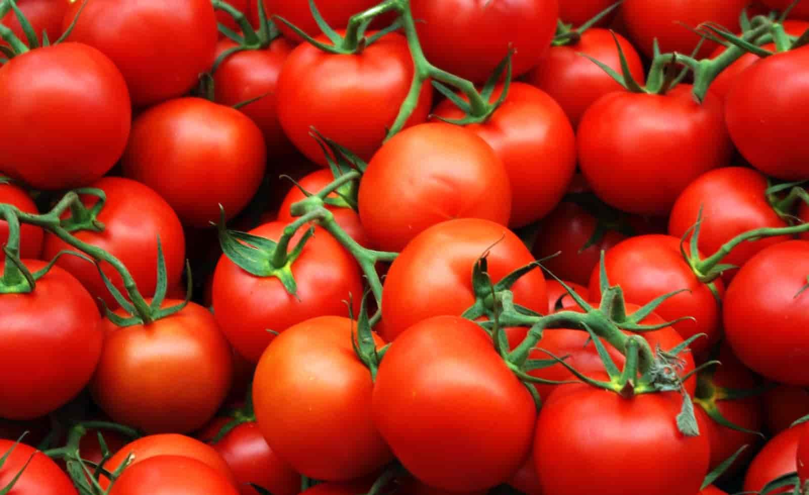 Tomato manufacturer