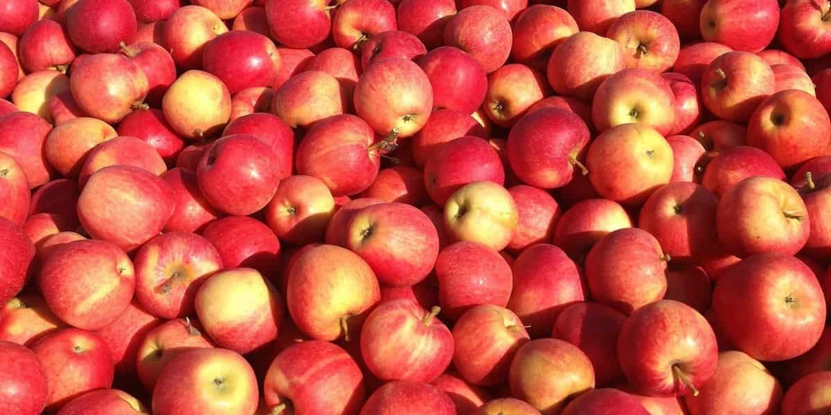 How to store apples without refrigeration