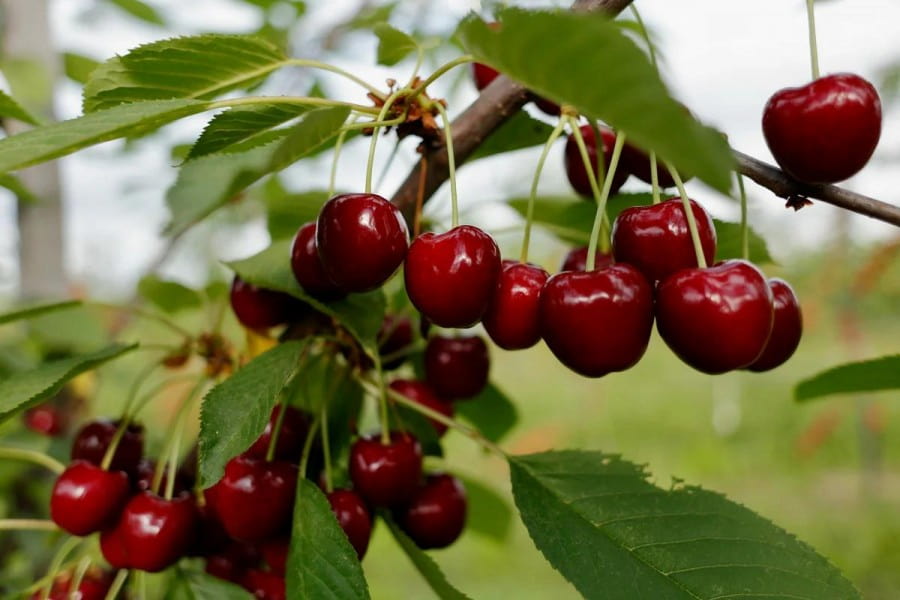 Fresh cherry market trend