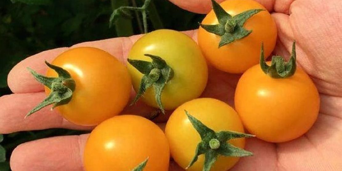 Tomato shortage uk 2022