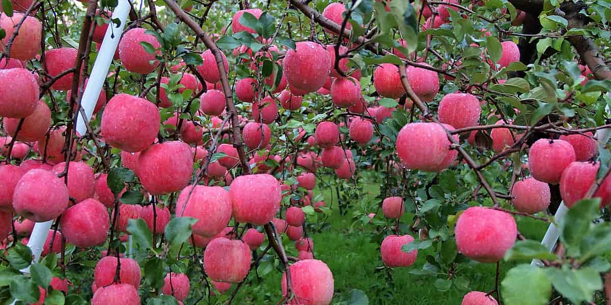 Greensleeves apple trees for sale