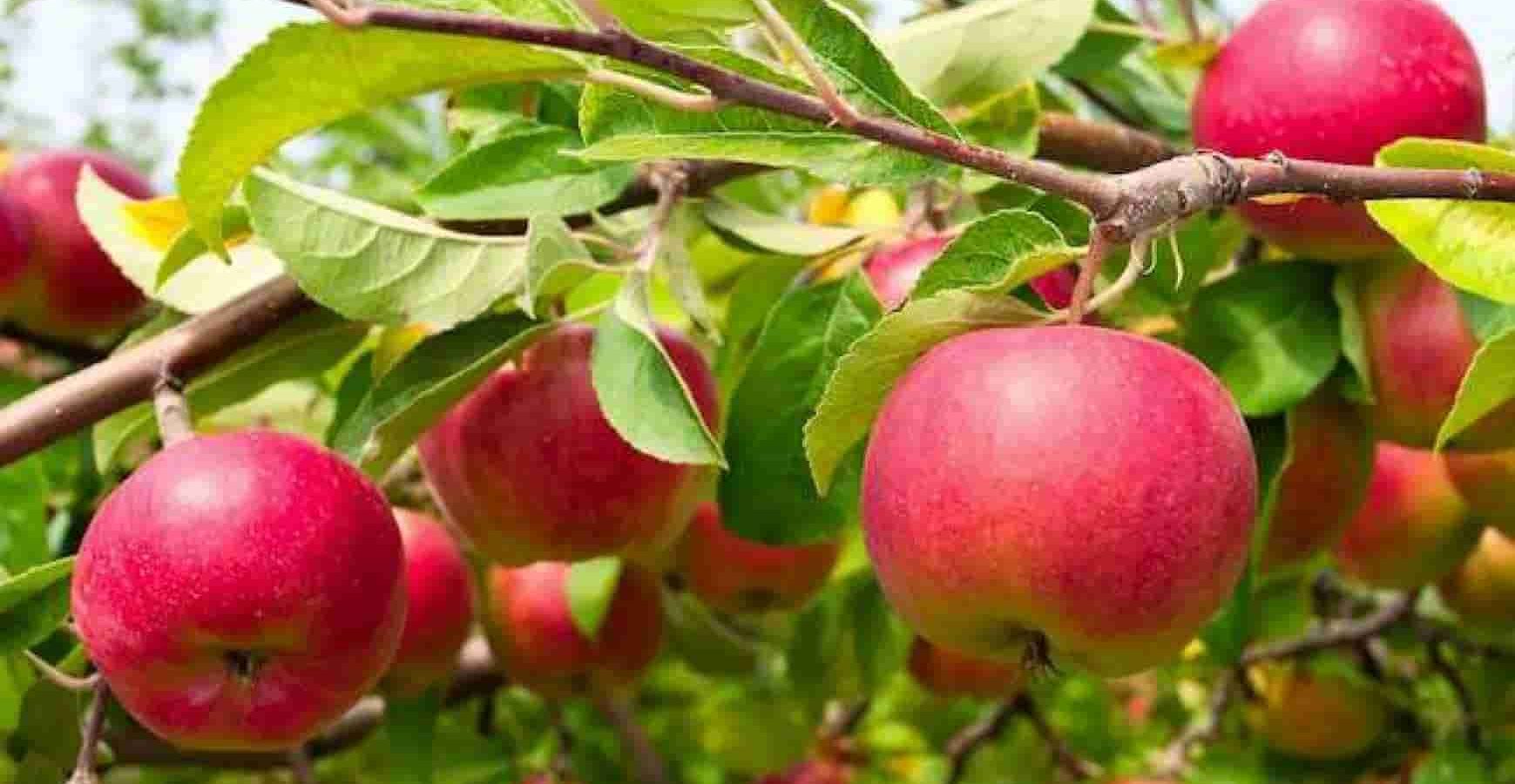 Autumn glory apple vs honeycrisp