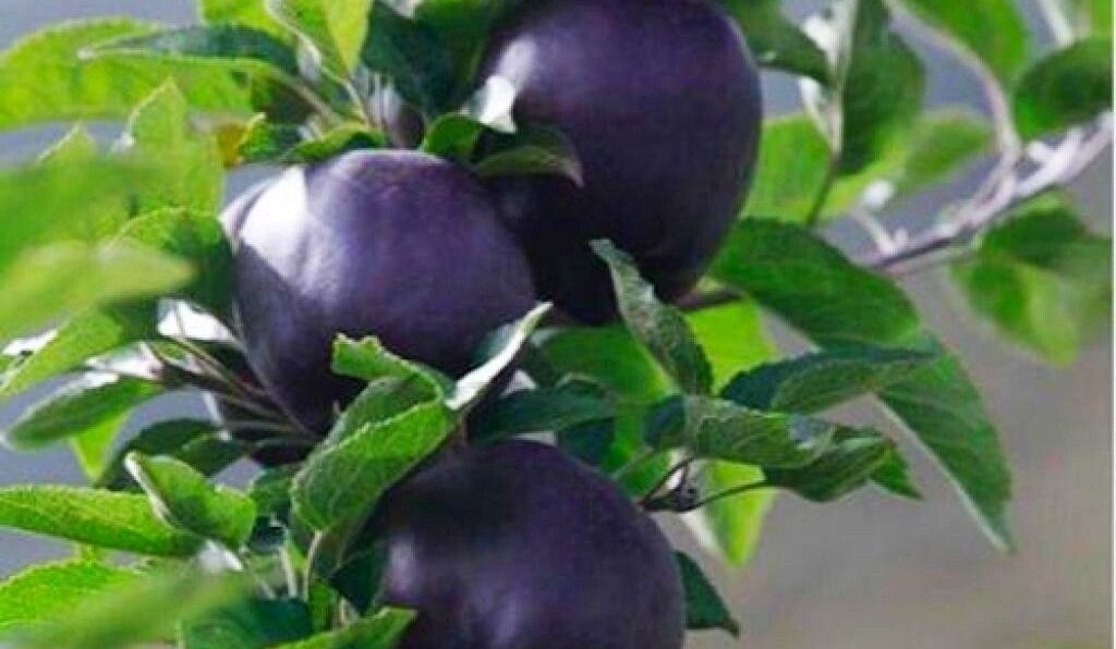 Black Oxford apple fruit price