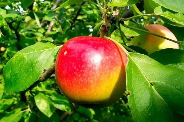 Jonagold Apple Price in the USA