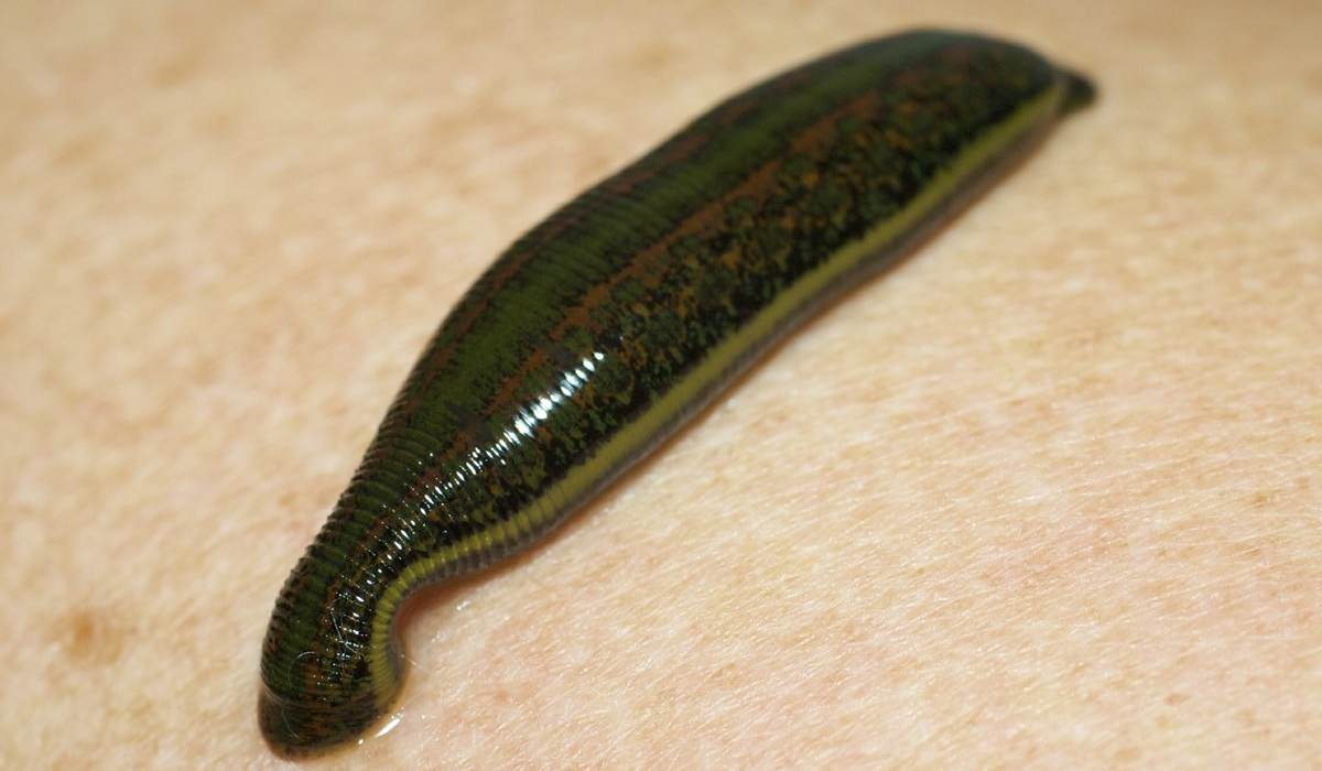 Pictures of leeches in Australia