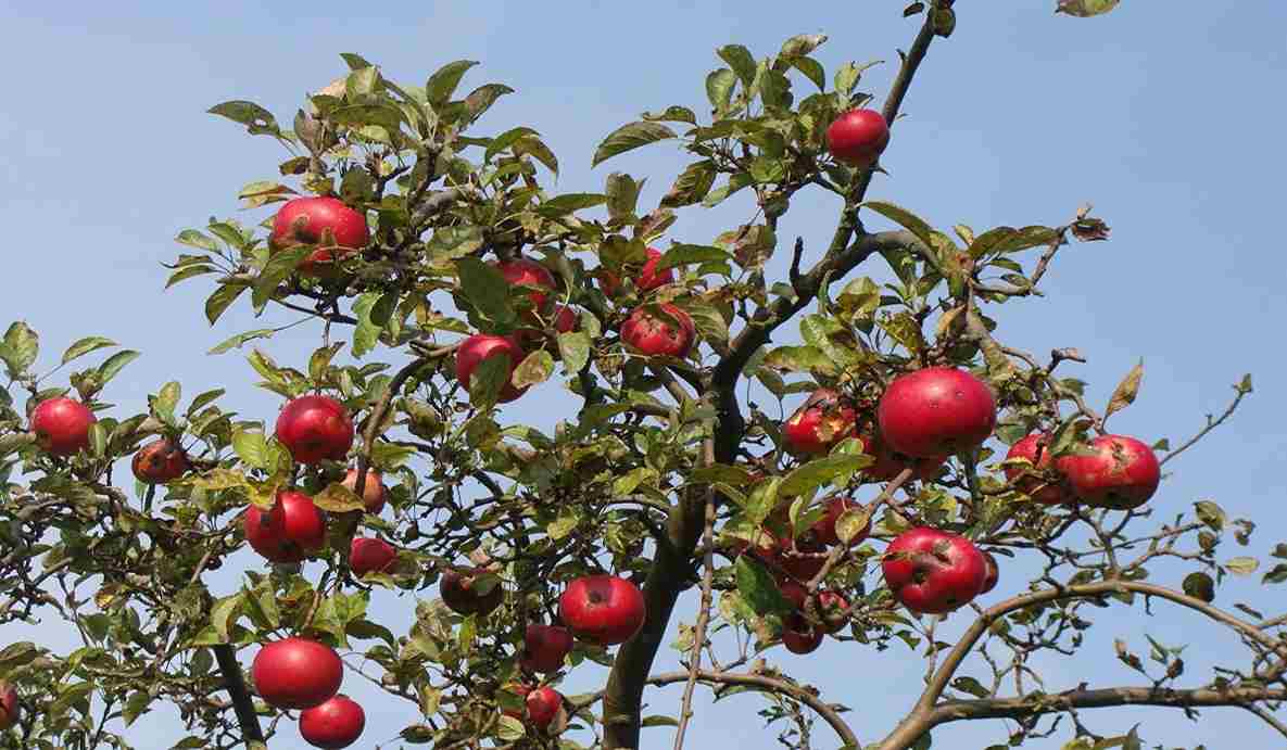 Wealthy Apple Tree for Sale in the USA