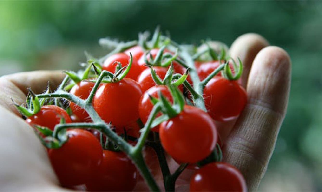 Cherry tomato market size