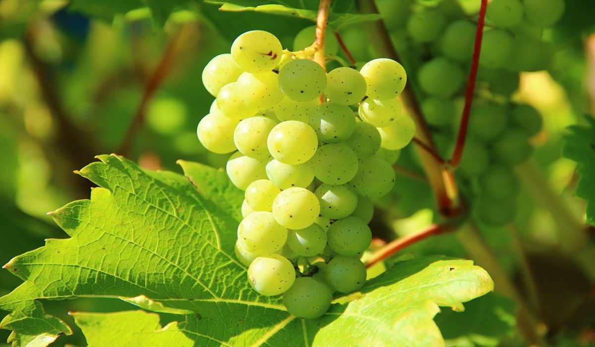 green grape benefits
