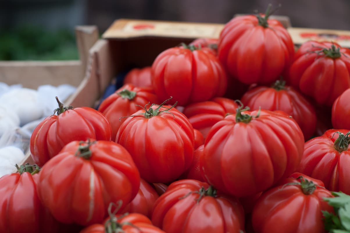 beefsteak tomato uses