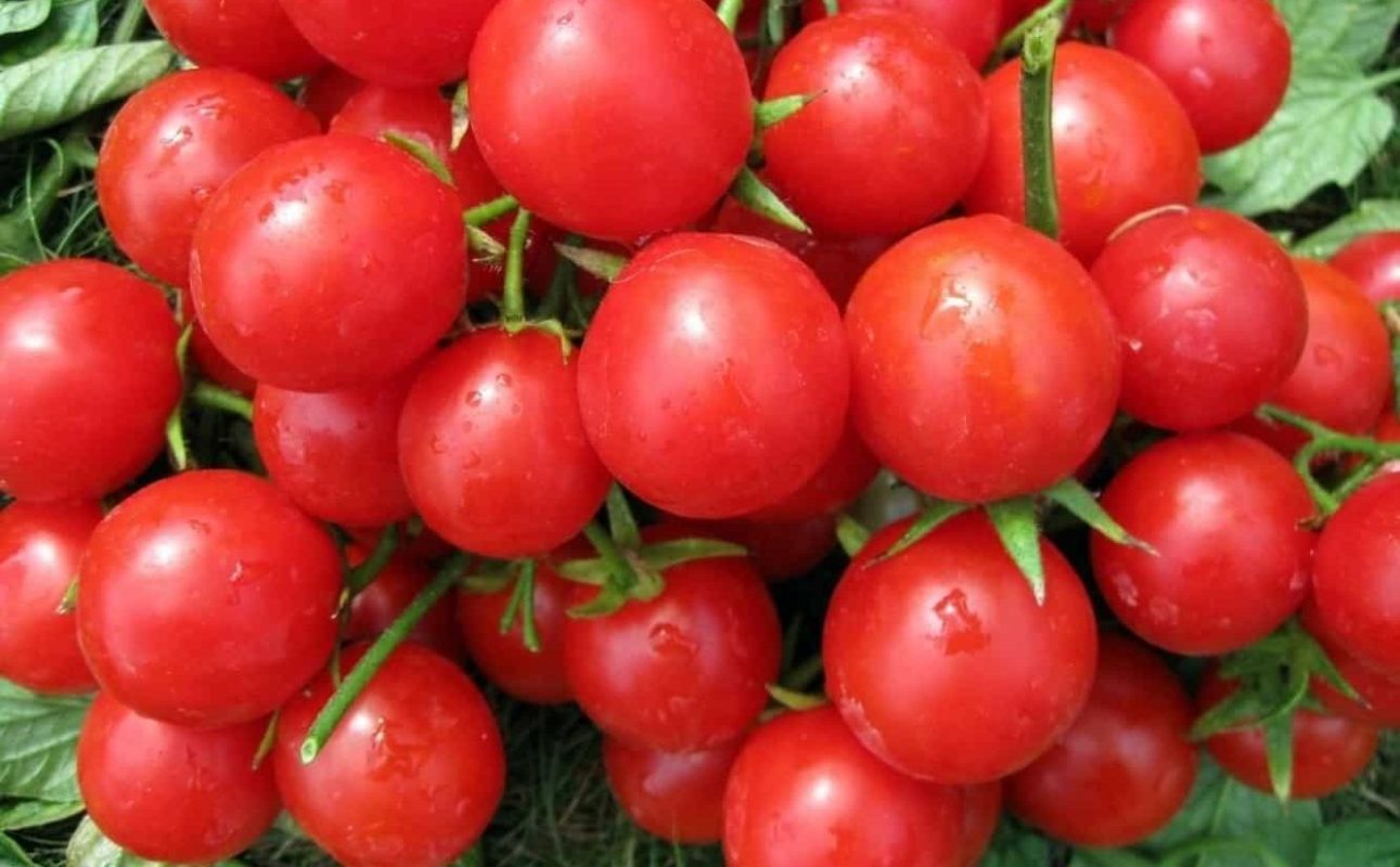 Cherry tomato market price