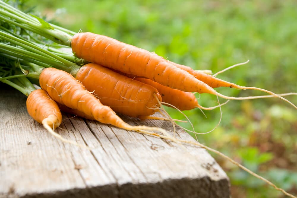 nantes carrots market price