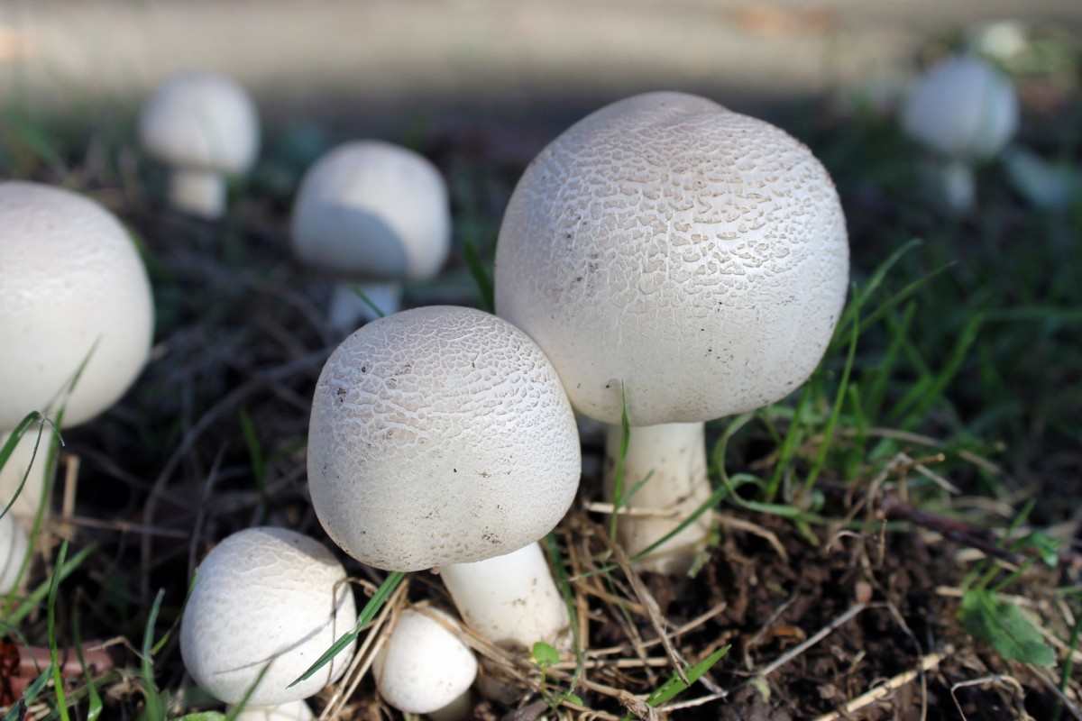 mushroom data
