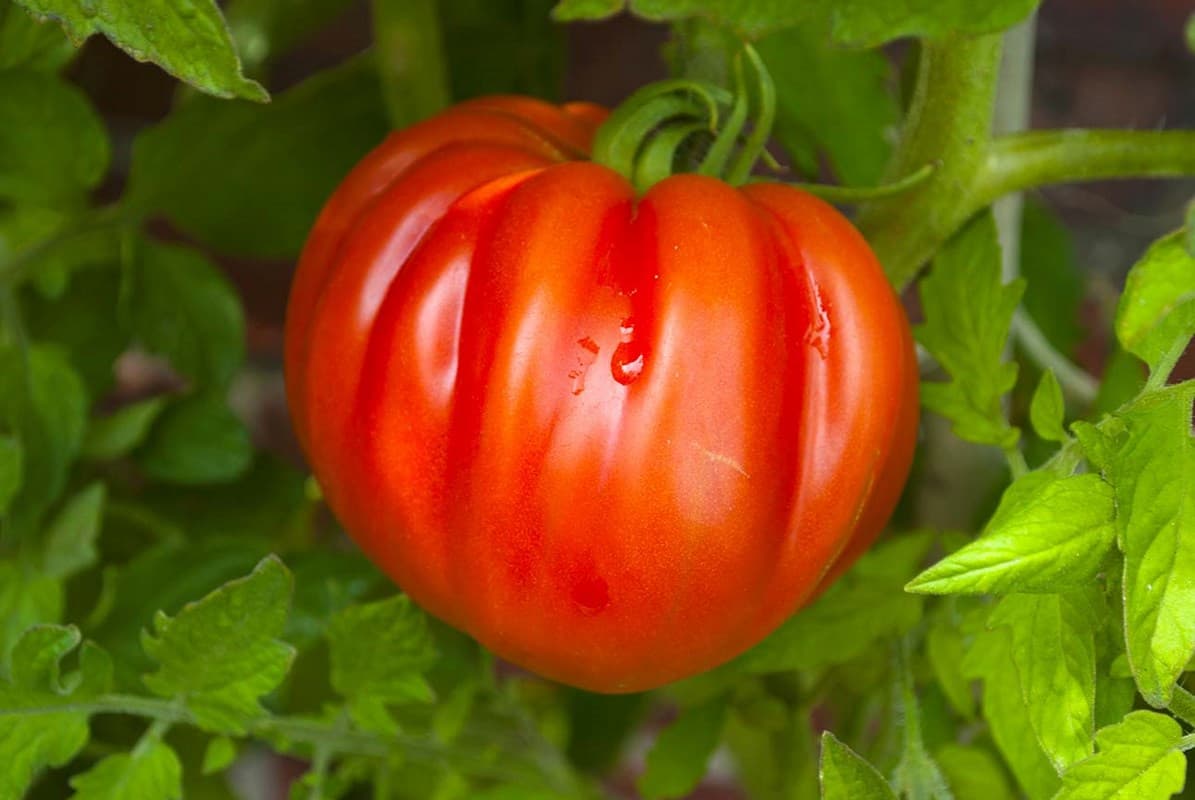 beefsteak tomato varieties