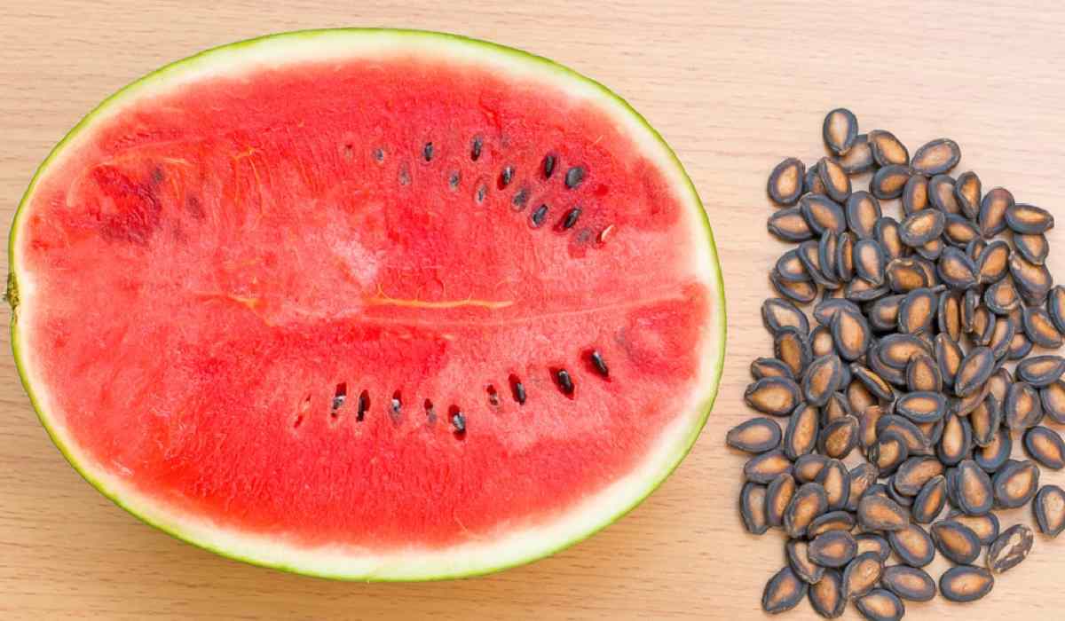 Price of watermelon seeds
