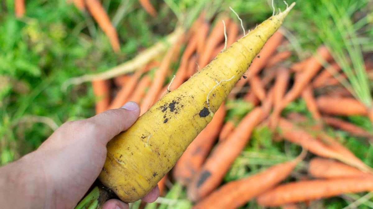 yellow carrots vs orange carrots