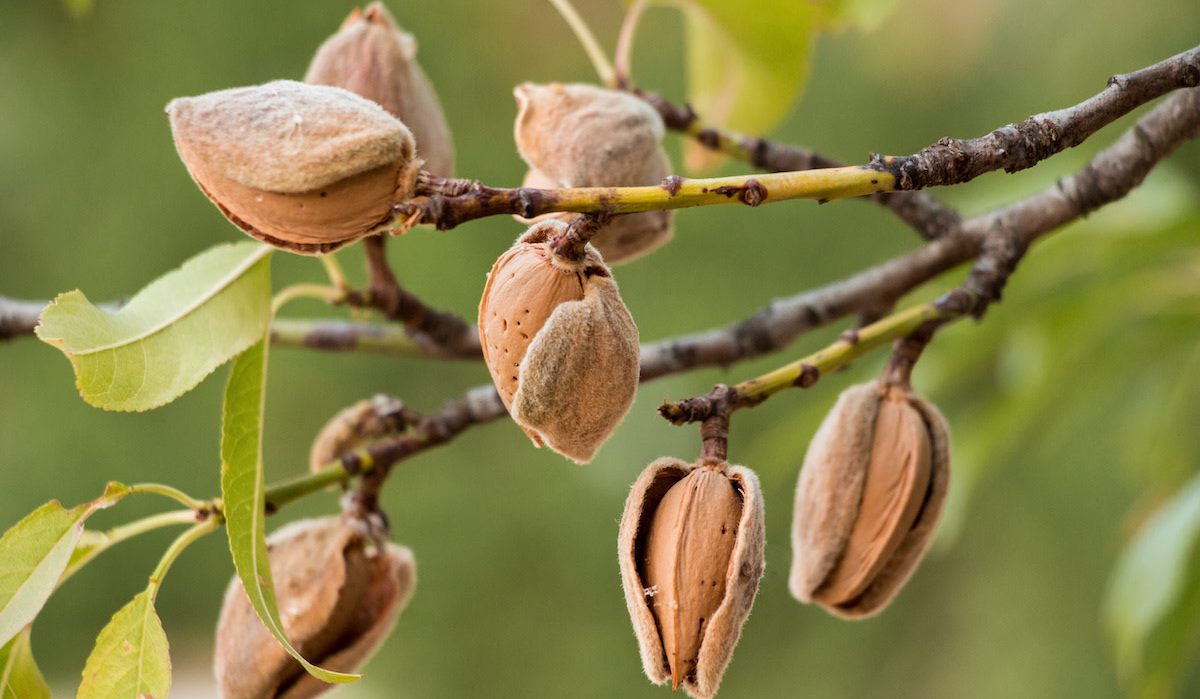  
Almonds on trees