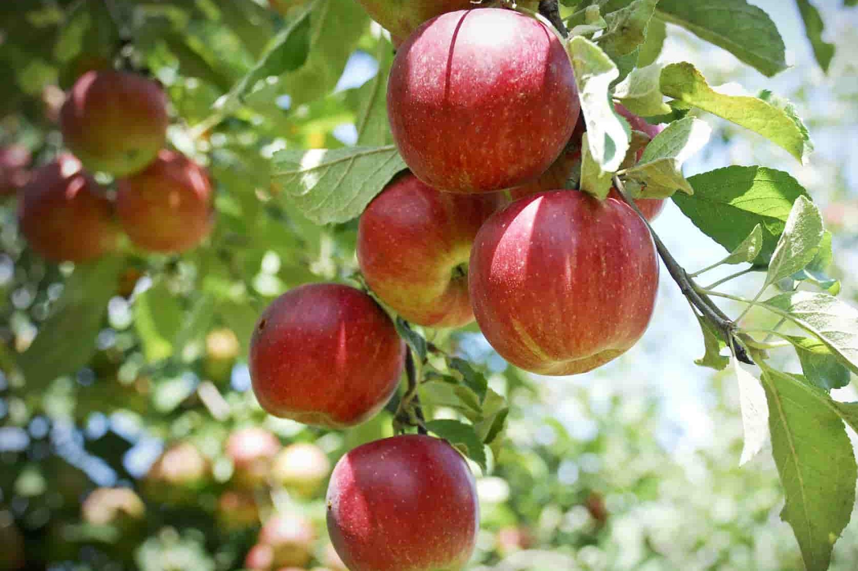 Winesap Apples for Sale