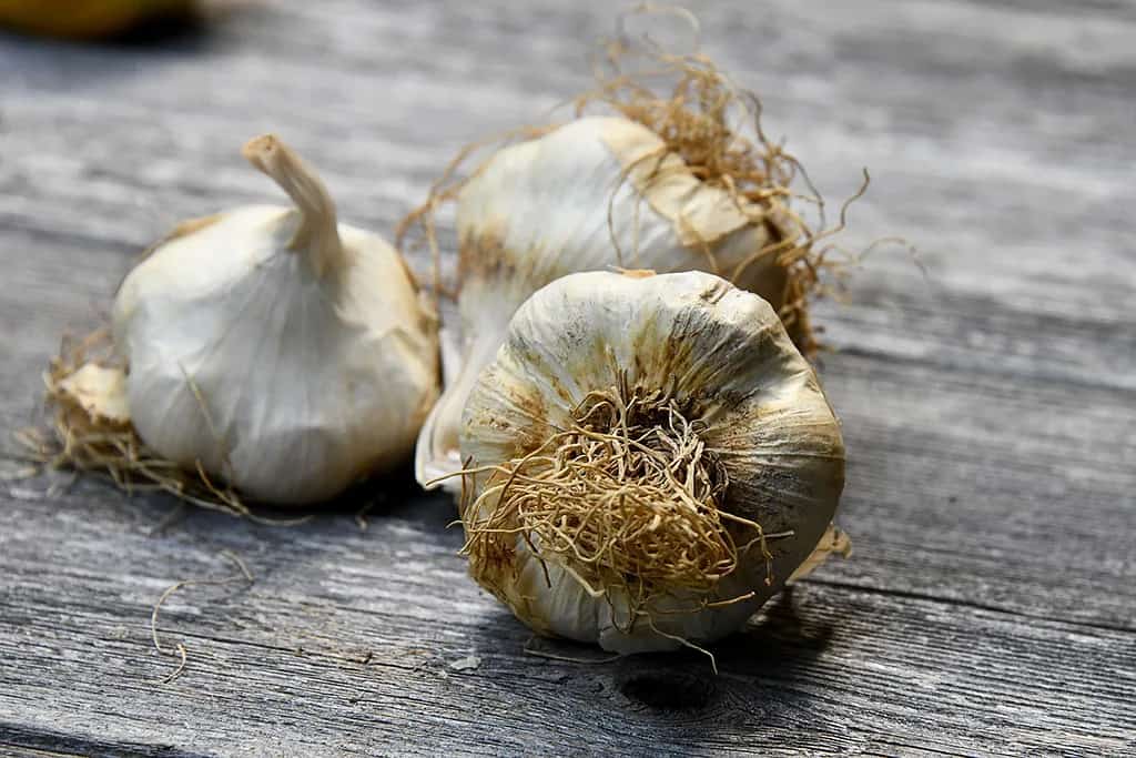 white garlic health benefits