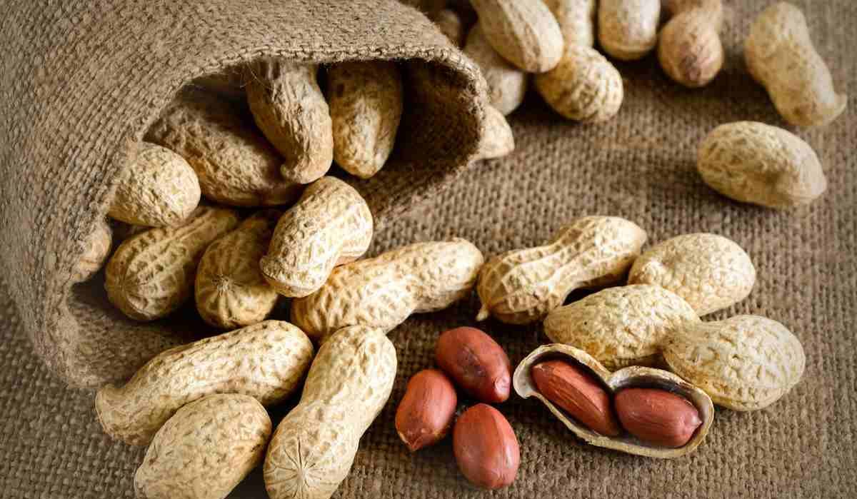 Raw peanuts in shell bulk