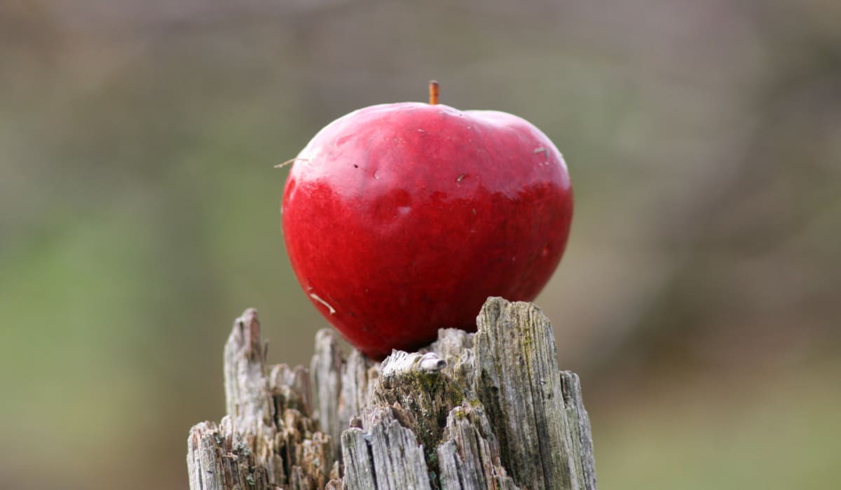 red apple fruit price