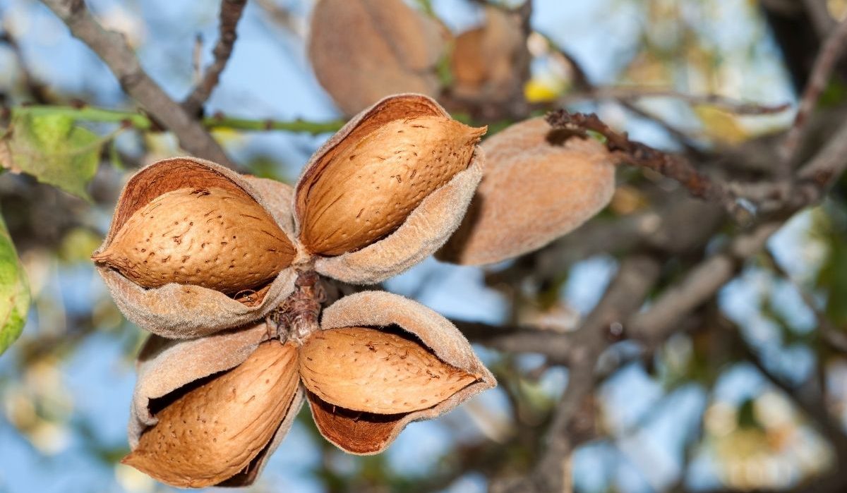 Mamra almond trees