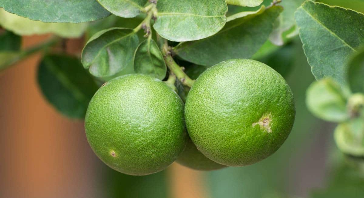 fresh green lemon fruit