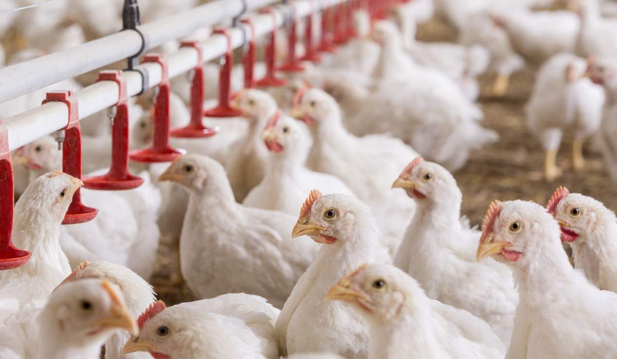 Modern Agricultural Technologies for Poultry Farming